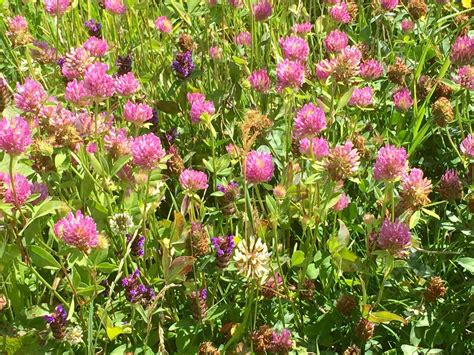 Everything You Need To Know About Clover Lawns