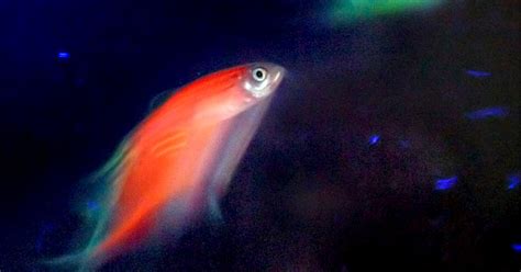 A Dark Side Of Glowing Fish