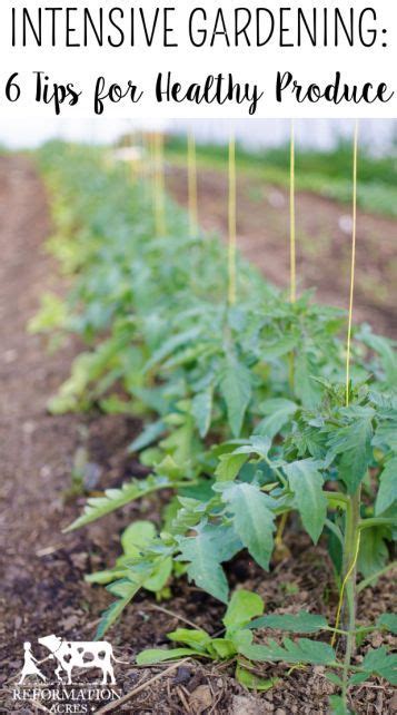 Intensive Gardening 6 Garden Tips For Healthy Produce