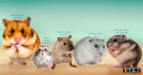 Top 142 Razas De Hamsters Con Imagenes Destinomexicomx