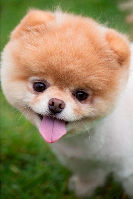 Boo The Cutest Pomeranian Dog In The World