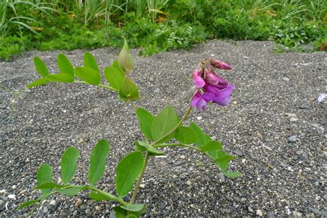 Wild Harvests Beach Pea An Enigmatic Edible