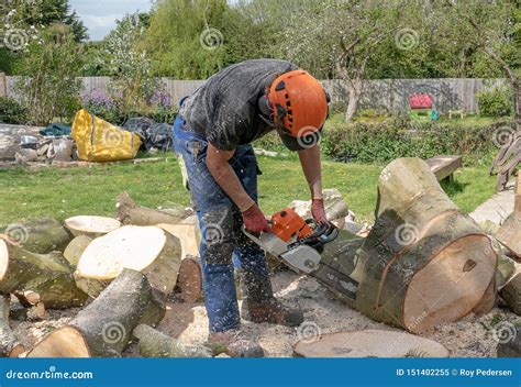 Cutting A Fallen Tree Into Sections Stock Image Image Of Outdoor