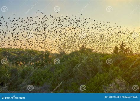 Thousands Of Migrating Birds Flying Together Above A Wetland Area At