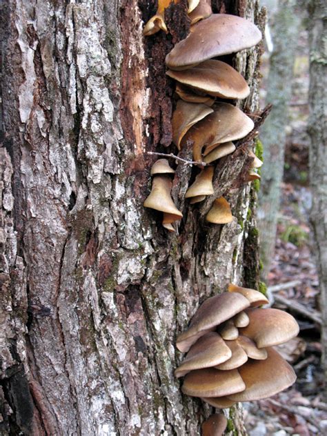 Oyster Mushroom Pleurotus Ostreatus And P Populinus