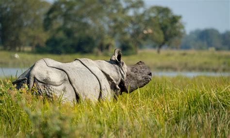 Species Spotlight Rhinoceros Pages Wwf