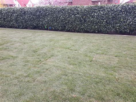 Im zweiten schritt verlegen sie den rollrasen. Rollrasen verlegen im Winter - ein Widerspruch ...