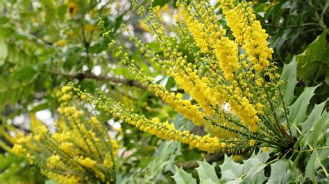 Mahonia Care And Growing Guide Expert Tips For These Evergreen Shrubs