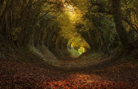 Pathway With Leaves Between Green Trees During Daytime Hd Wallpaper