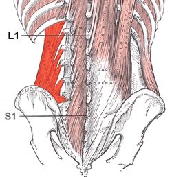 Muscles of posterior compartment of the leg. Quadratus lumborum muscle - Wikipedia