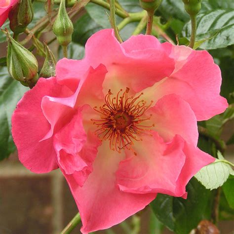 Summer Wine Climbing Rose Trevor White Roses