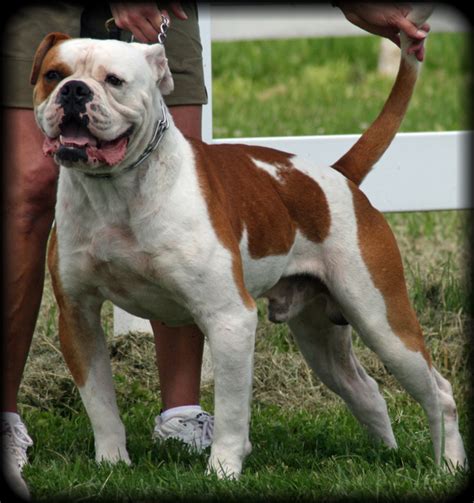 Johnson, scott, painter, williamson, tate, bailey and others. American Scott Bulldog Breeders - Goldenacresdogs.com