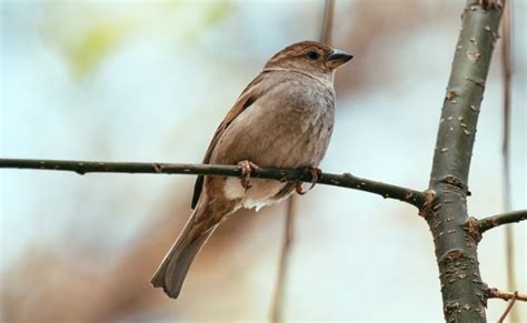 Nightingale Description Habitat Andfun Facts