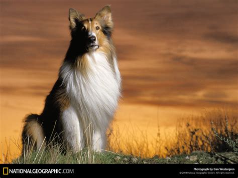 Lassie Famous Dogs Wallpaper 2520258 Fanpop