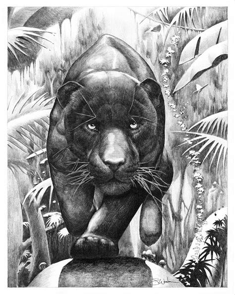 Bischu The Black Panther Drawing By Steve Wedan Fine Art America