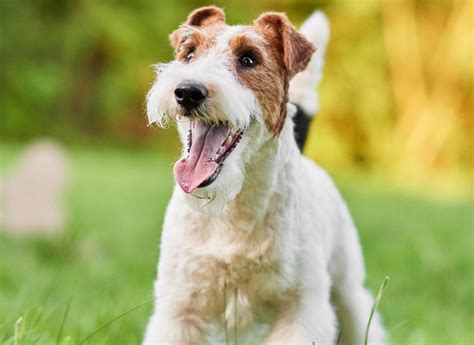 What Are The Types Of Terrier Dogs