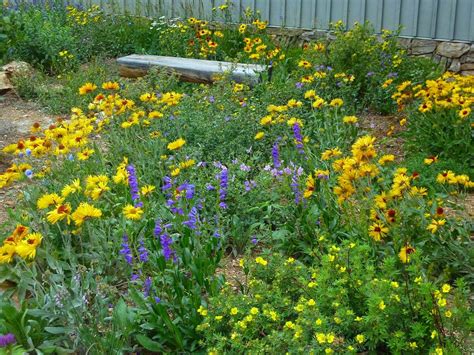 When To Sow Wildflower Seeds In Colorado Storables