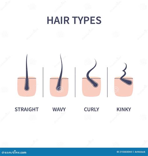 Hair Types Chart Set Of Straigt Wavy Curly And Kinky Strands Stock