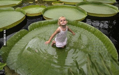 One Of The Worlds Largest Lily Pads 9GAG