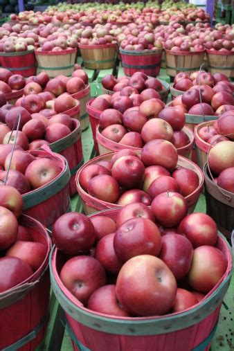 Bushels Of 사과들 신선함에 대한 스톡 사진 및 기타 이미지 신선함 과일 미시간 Istock