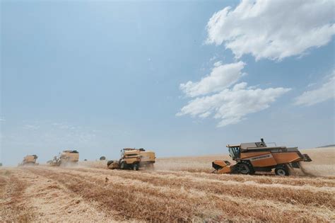 Grain Harvest Season Begins In Azerbaijan Photo
