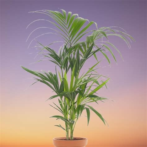 Kentia Palm Howea Forsteriana Grow And Care Indoors