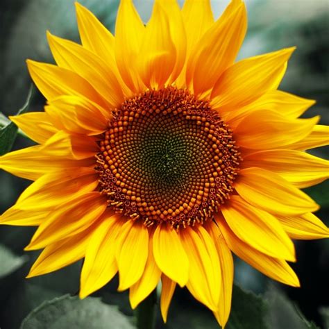 Sunflower Pfp