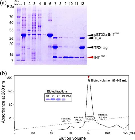 SDS Page And Elution Profile Of The Size Exclusion Chromatography A