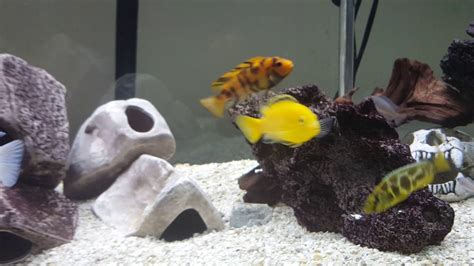 Easy Tip To Sex Cichlids Youtube