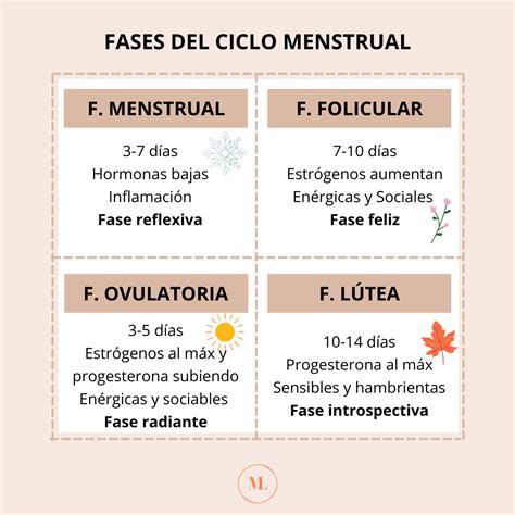 Nombres De Las Fases Del Ciclo Menstrual Kulturaupice