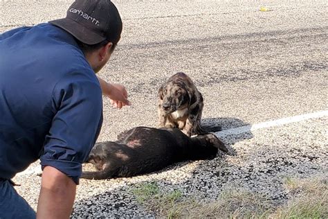 Herzzerreißend Hund Beschützt Tote Schwester Am Straßenrand