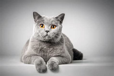 Worlds 10 Cutest Cat Breeds 10 Most Today