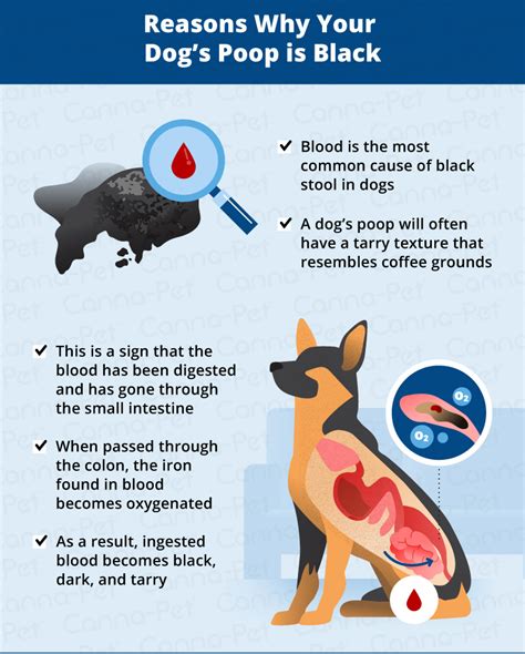 What To Do If Your Dogs Poop Is Black Canna Pet
