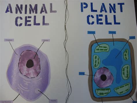 All organisms are made up of one or more cells, the cell is the basic unit of structure, and all cells develop from. Third Grade Smarties!: Animal and Plant Cells