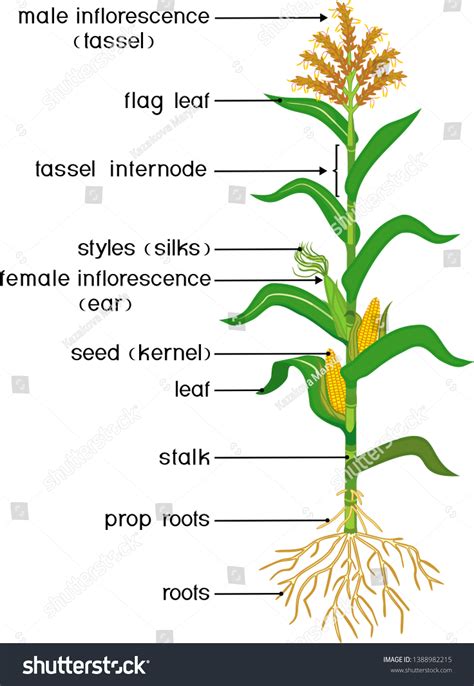 Parts Plant Morphology Corn Maize Plant стоковая векторная графика