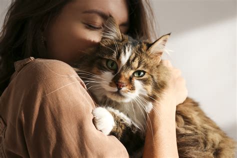 Are Cats More Affectionate Than Dogs