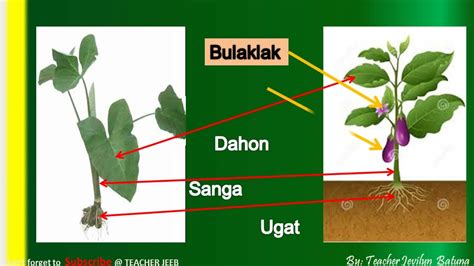 Mga Bahagi Ng Halaman Parts Of A Plant Youtube Images And Photos Finder