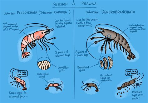 Difference Between Shrimp And Prawn Doodlebrary