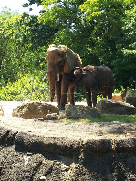 Elephants At The Pittsburgh Zoo By Celebronyo On Deviantart