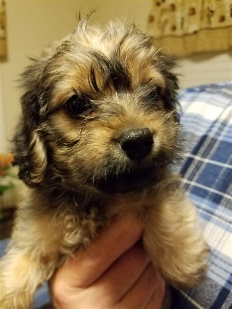 We are michigan puppy and we love finding homes for our puppies! Maltipoo Puppies For Sale | Trenton, MI #185455 | Petzlover