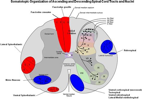 The Spinal Cord Neurologic Clinics