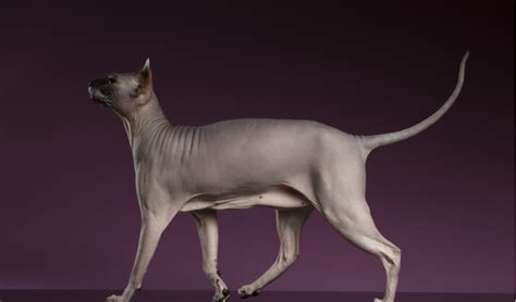 Sphynx Breed Facts And Information Petcoach