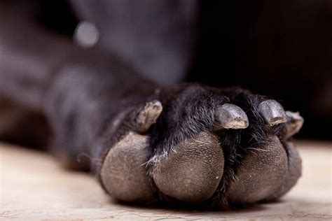 How Can I Keep My Dogs Paws Healthy Pawtology