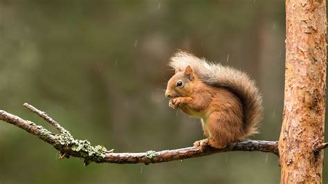 Brown Squirrel On Tree Stalk Eating Nut Hd Squirrel Wallpapers Hd