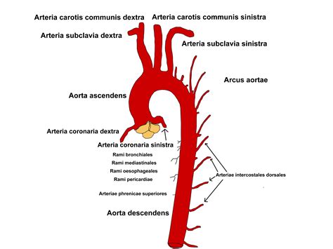 Aorta Anatomie