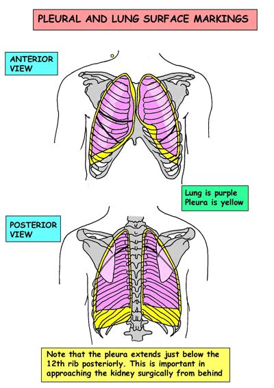The channel provides a pathway. موقع الدكتور أحمد كلحى: صور تشريح - Anatomy : Thorax ...
