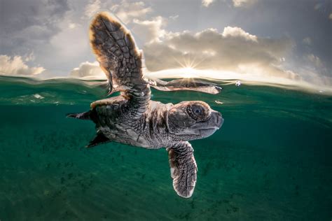 Hawksbill Turtle Image | National Geographic Your Shot Photo of the Day
