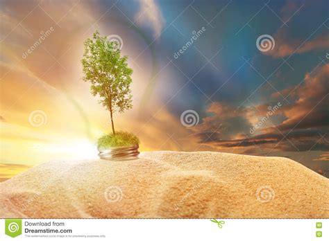 Green Ash Tree Inside Lamp In Sand On Sunset Sky Stock Image Image Of