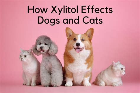 Is It Safe To Feed Dogs Peanut Butter All About Xylitol Poisoning In