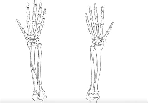 Chapter 4 Forearm Bones Diagram Quizlet